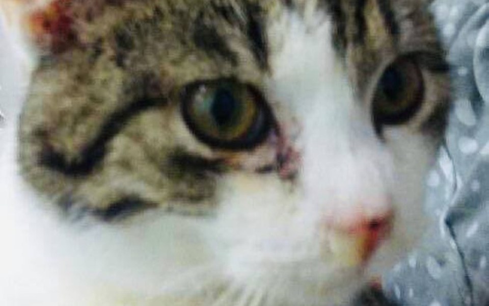 
        Zbiórka Zima zabija - zdjęcie główne
    