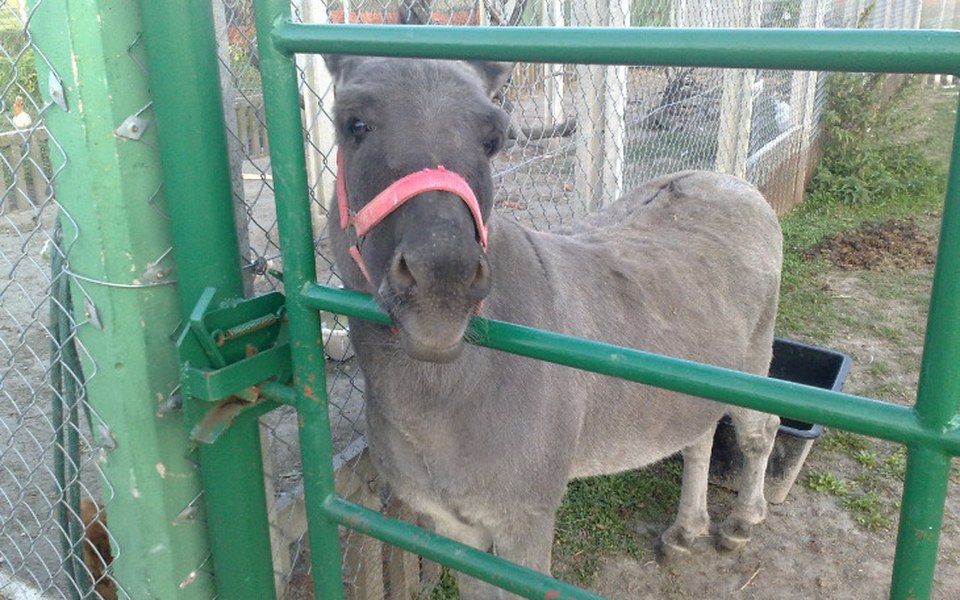 
        Zbiórka Na długów spłatę. - zdjęcie główne
    