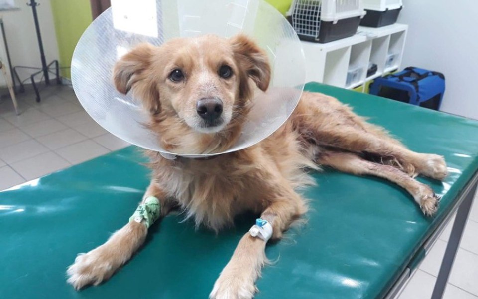 
        Zbiórka Amputacja łapki by żyć - zdjęcie główne
    