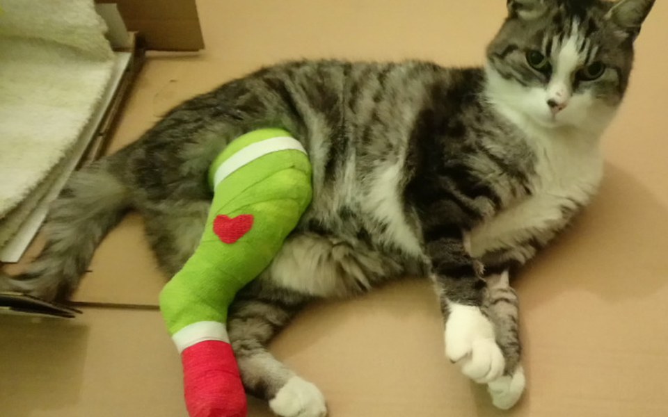 Zbiórka Kot też człowiek - zdjęcie główne