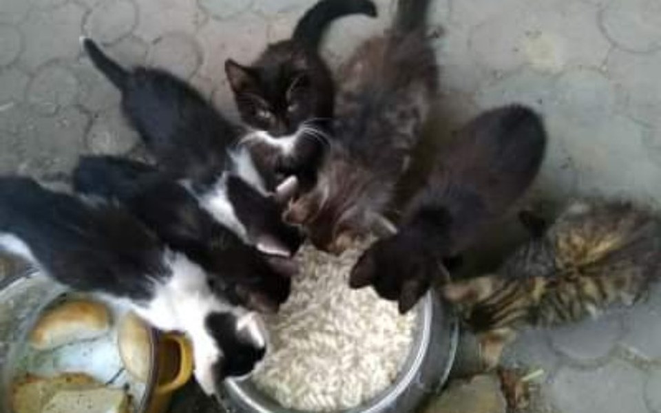 
        Zbiórka Nasi mali przyjaciele - zdjęcie główne
    