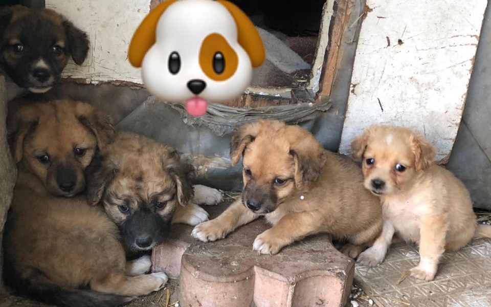 
        Zbiórka Pomóż pieskom wyłowionym z rzeki - zdjęcie główne
    