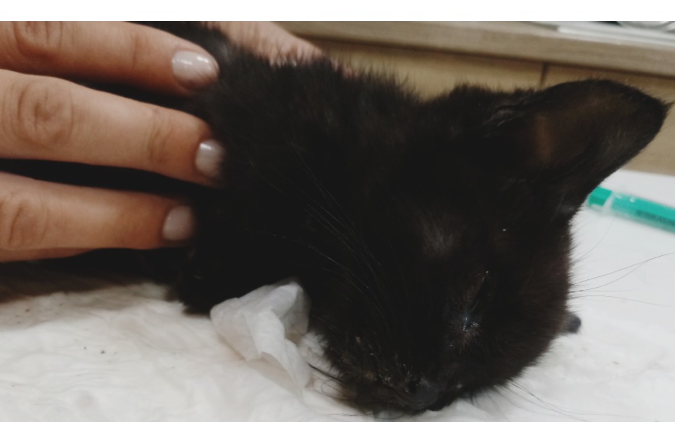 
        Zbiórka Na Kocią Łapę - zdjęcie główne
    