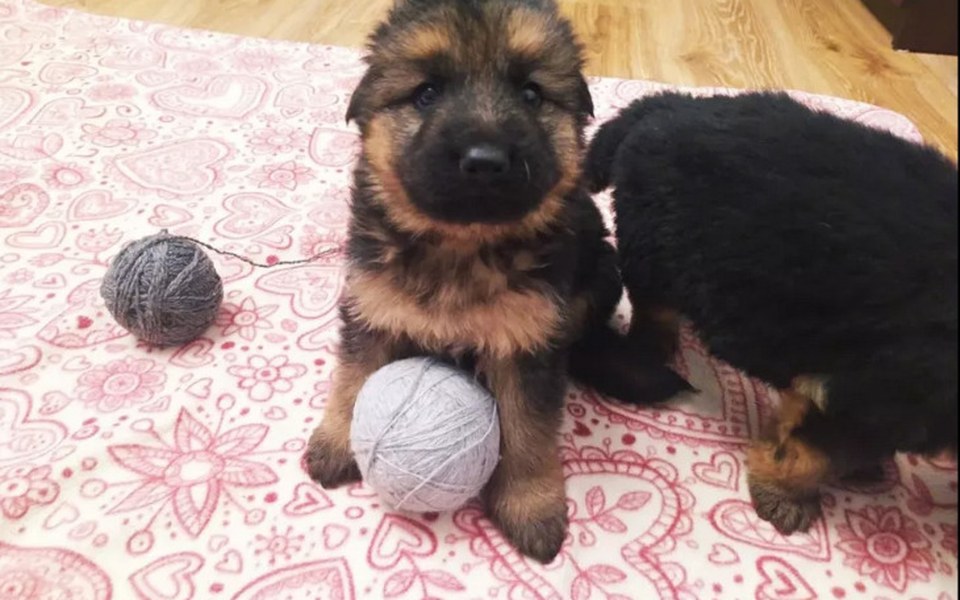 
        Zbiórka Psi Przyjaciel - zdjęcie główne
    