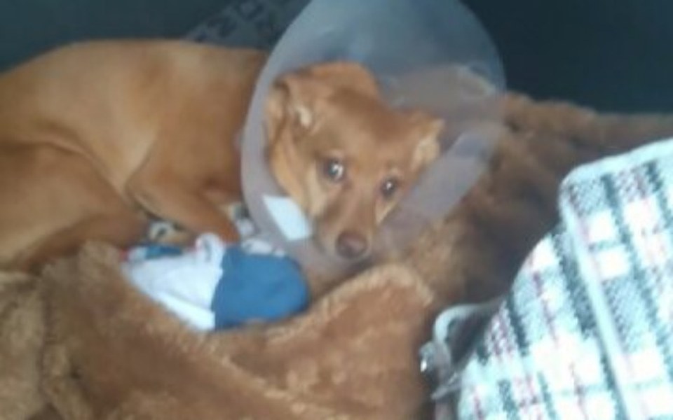 
        Zbiórka Dla psa RICI - zdjęcie główne
    