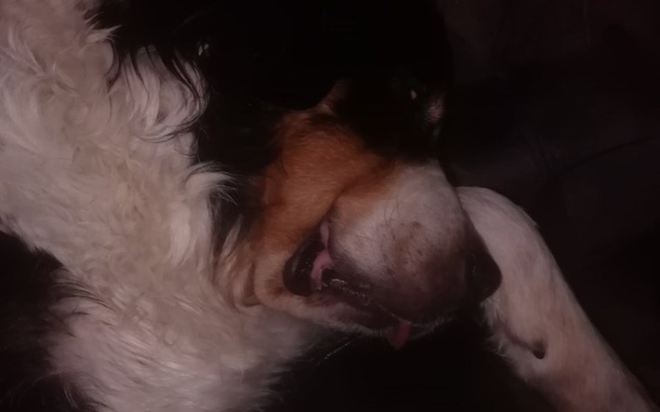 
        Pies leży na kanapie, z językiem na wierzchu.
    