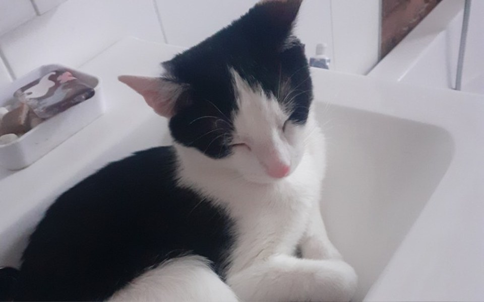 
        Zbiórka Na ratunek biednemu kocurkowi - zdjęcie główne
    