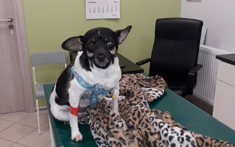 
        Zbiórka Otruta sunia prosi o pomoc - zdjęcie główne
    