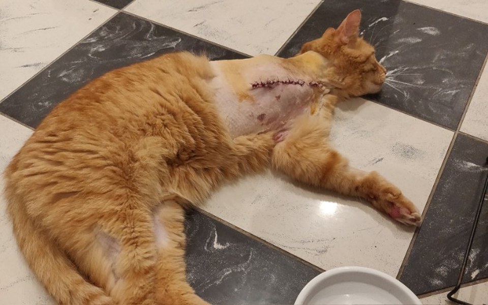 
        Zbiórka Na rehabilitację kitku - zdjęcie główne
    