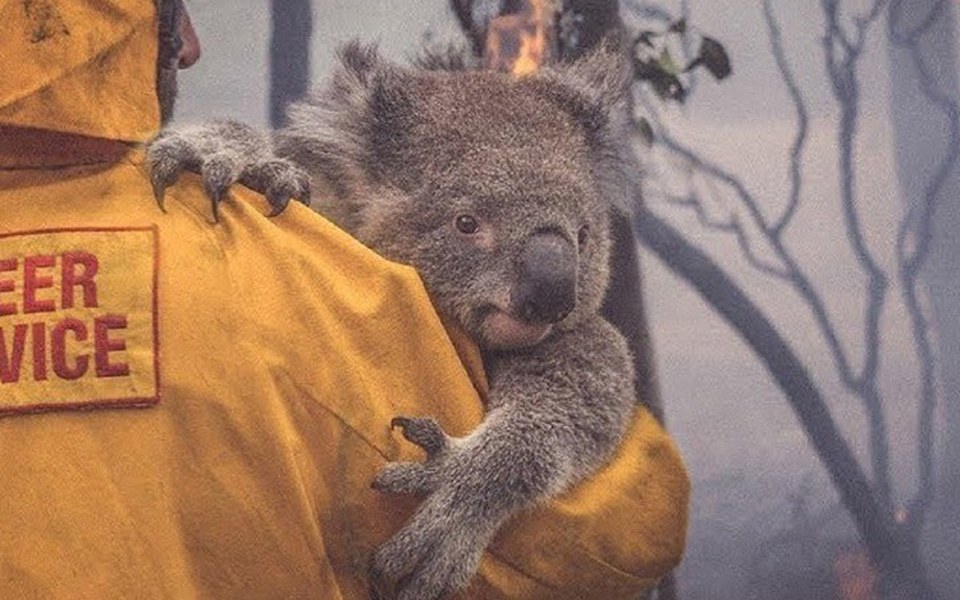 
        Zbiórka Wires Koala - zdjęcie główne
    