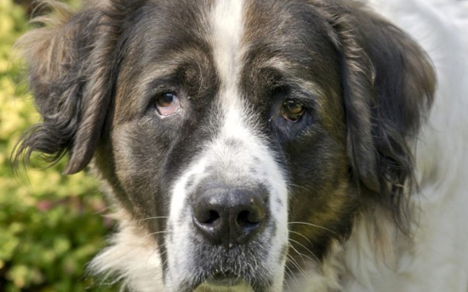 
        Zbiórka Zrzutka na schronisko w Zabrzu - zdjęcie główne
    