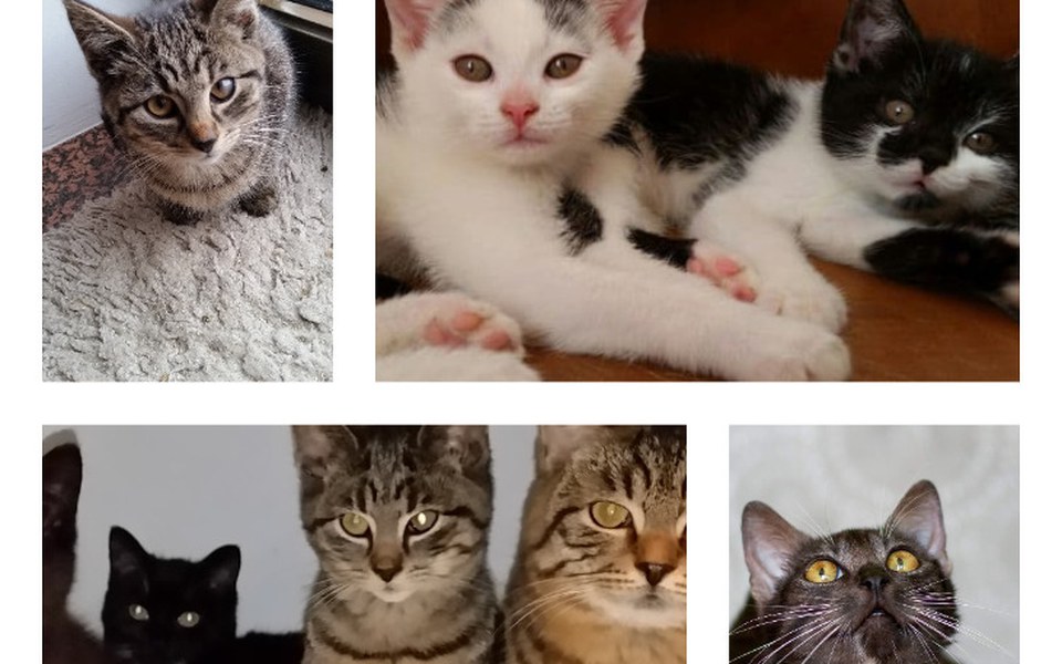 
        Zbiórka Ratujmy Bezdomniaki Wiesi - zdjęcie główne
    