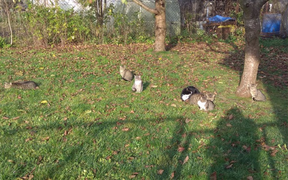 
        Zbiórka Pomóżmy kotkom przetrwać zimę - zdjęcie główne
    