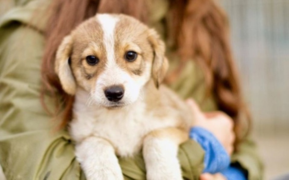 
        Zbiórka Akcjia Kundelek - zdjęcie główne
    