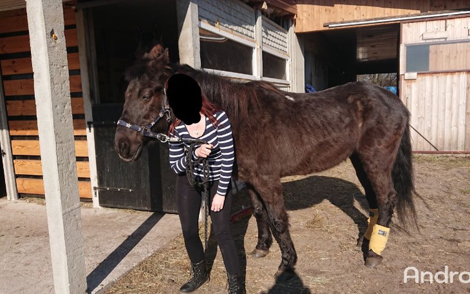 
        Zbiórka Utrzymanie chorej klaczy - zdjęcie główne
    