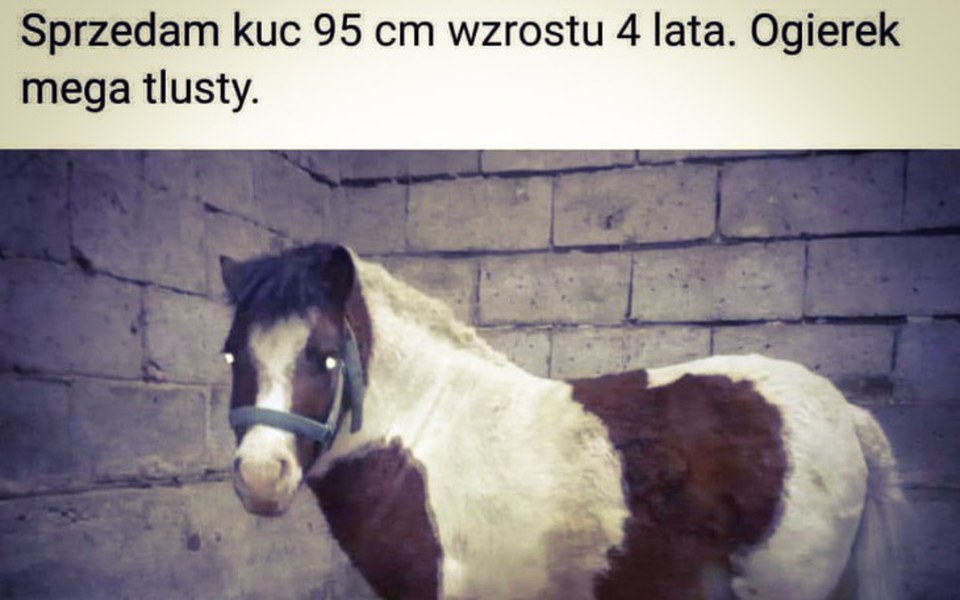 
        Zbiórka Mega Tłusty - zdjęcie główne
    