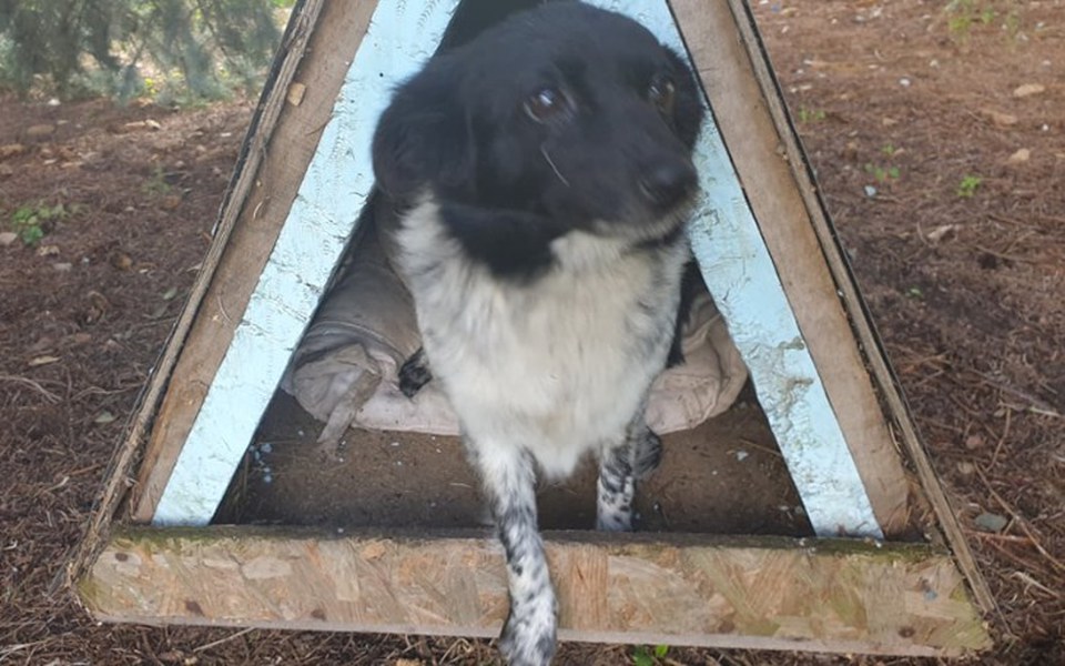 
        Zbiórka Zbieram na pomoc dla pieska Lola - zdjęcie główne
    