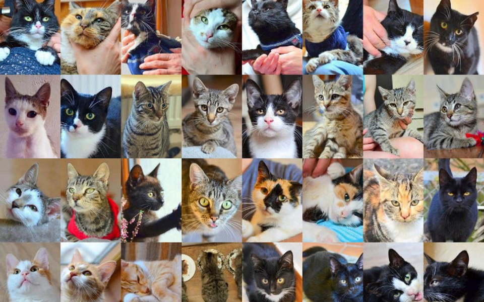 
        Zbiórka Świąteczna Pomoc Ratujemy koty - zdjęcie główne
    