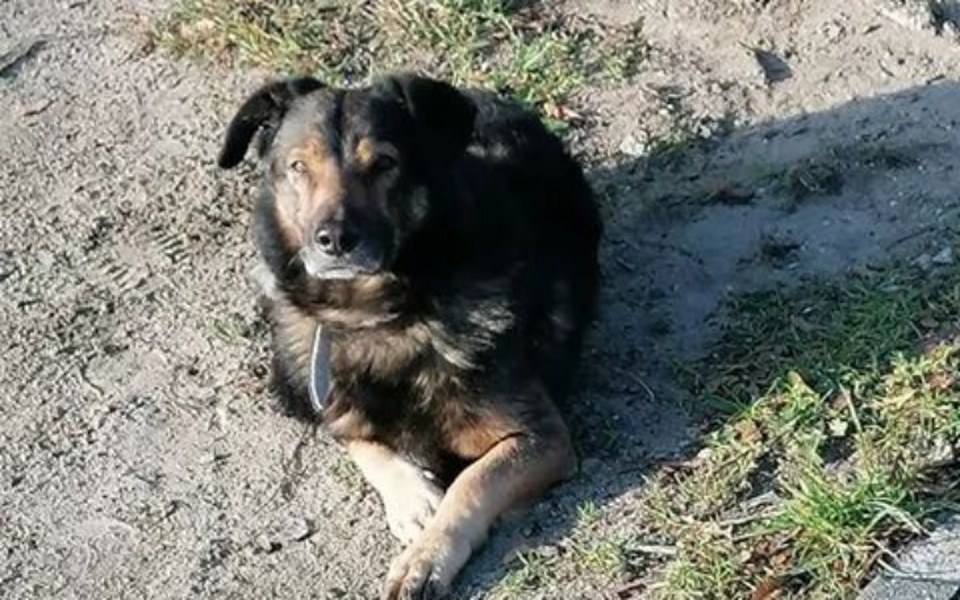 
        Zbiórka Lekarstwa dla psiaków bezdomnych - zdjęcie główne
    