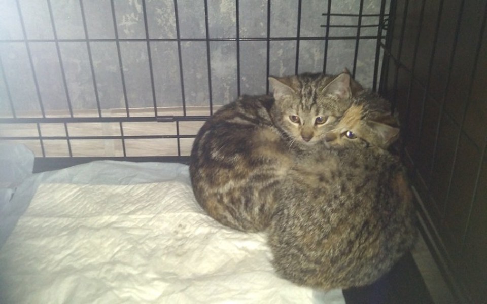 
        Zbiórka Walka z panleukopenia - zdjęcie główne
    