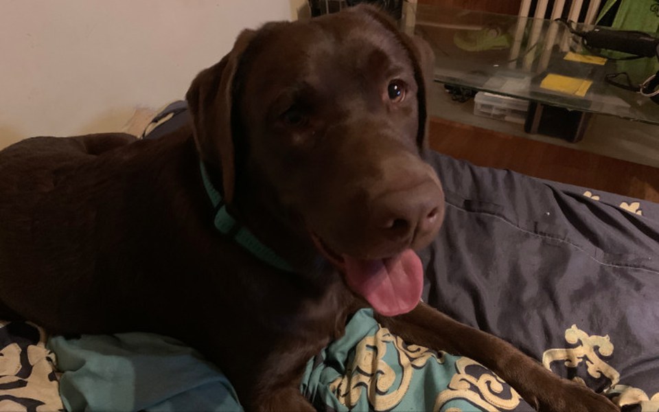 
        Zbiórka Piesio potrzebuje operacji - zdjęcie główne
    