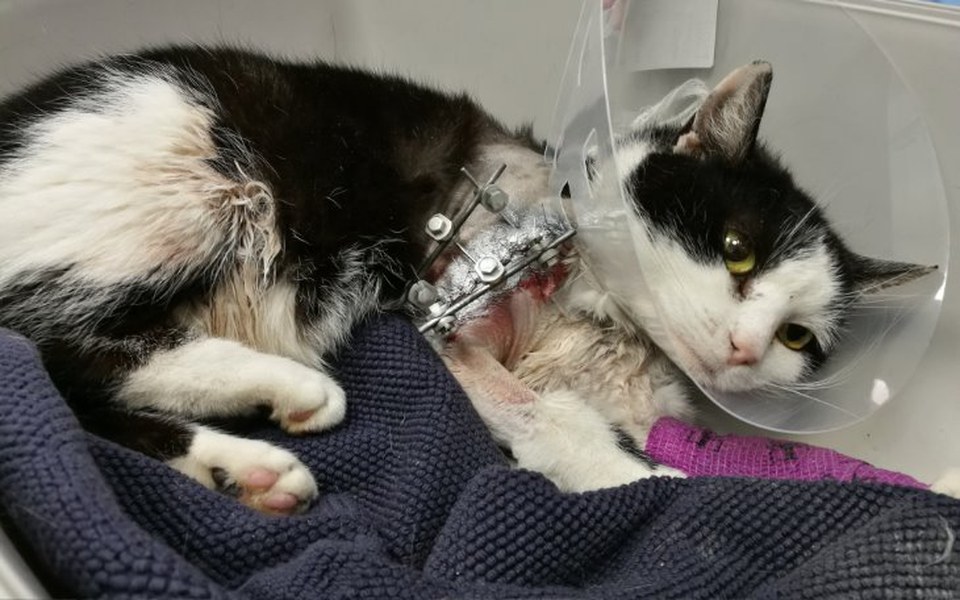 
        Zbiórka Strzelali żeby zabić... - zdjęcie główne
    