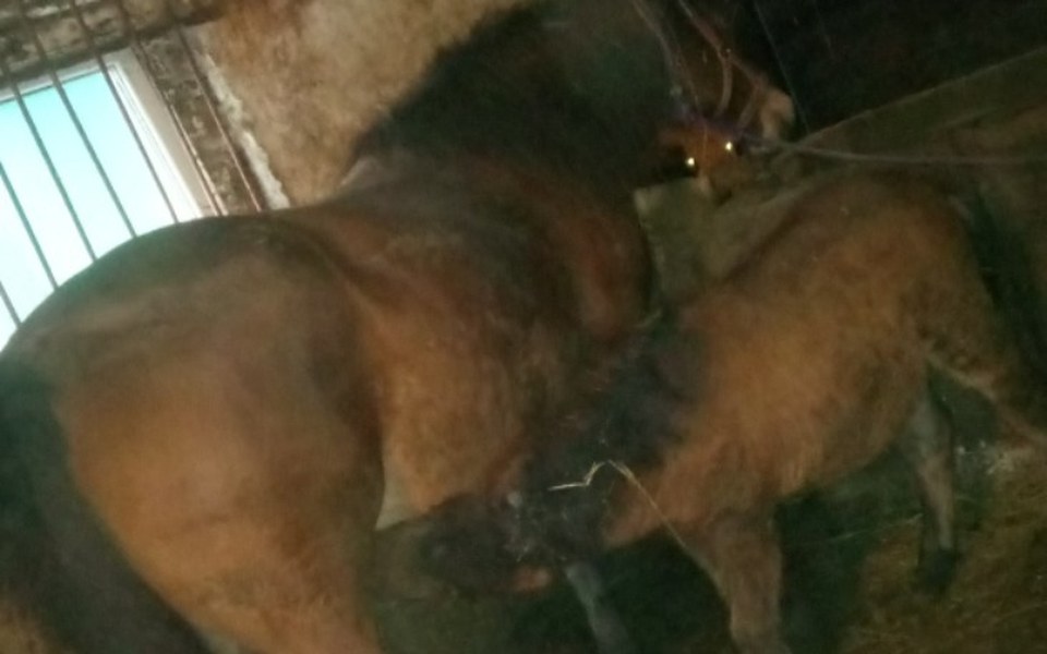 
        Zbiórka Mama i dziecko idą na rzez - zdjęcie główne
    