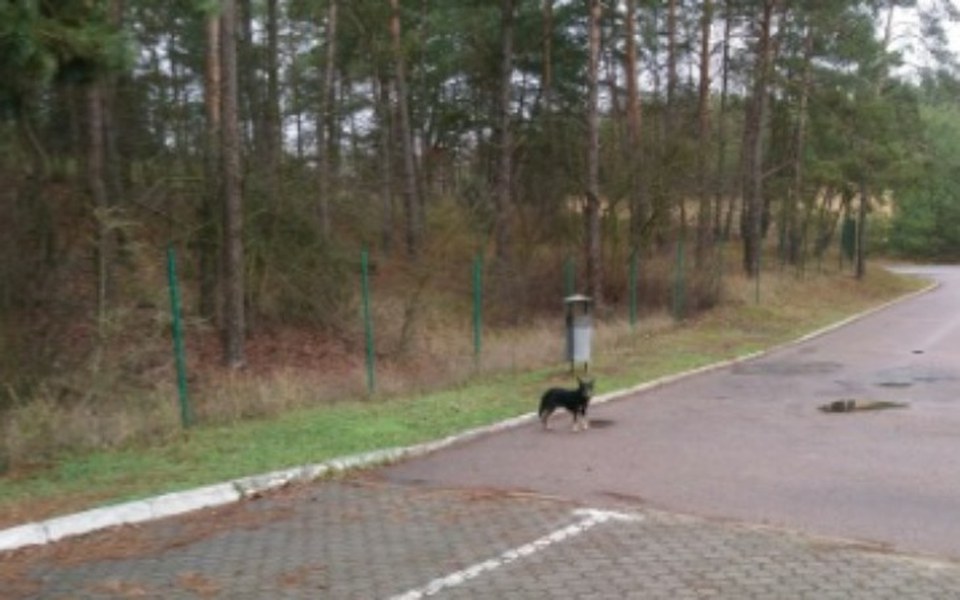 
        Zbiórka Porzucony pies od maja - zdjęcie główne
    