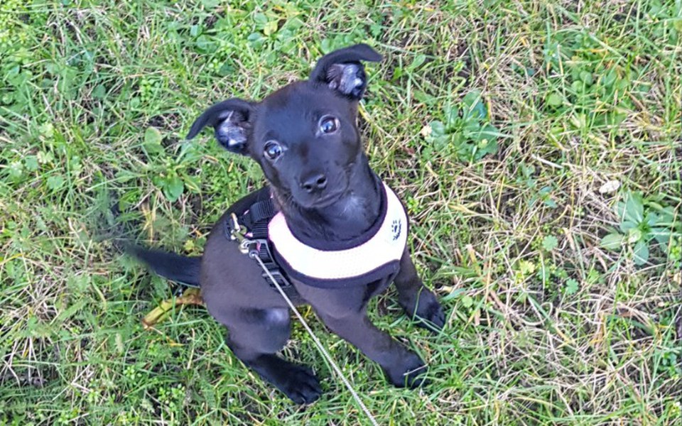 
        Zbiórka Wpłać piątaka i ocal zwierzaka - zdjęcie główne
    