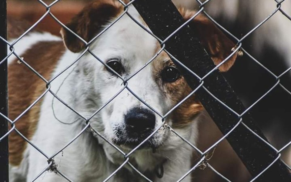 
        Zbiórka Staruszek w potrzebie, II edycja - zdjęcie główne
    