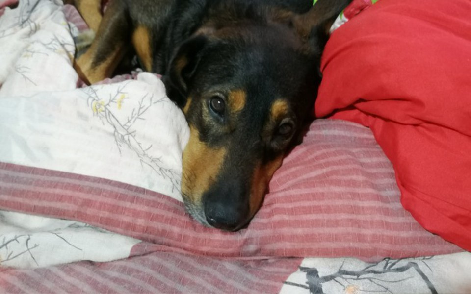 
        Zbiórka Pomoc dla skubiego - zdjęcie główne
    