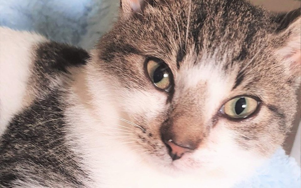 
        Zbiórka Pomóżmy zmarzniętym kociakom - zdjęcie główne
    