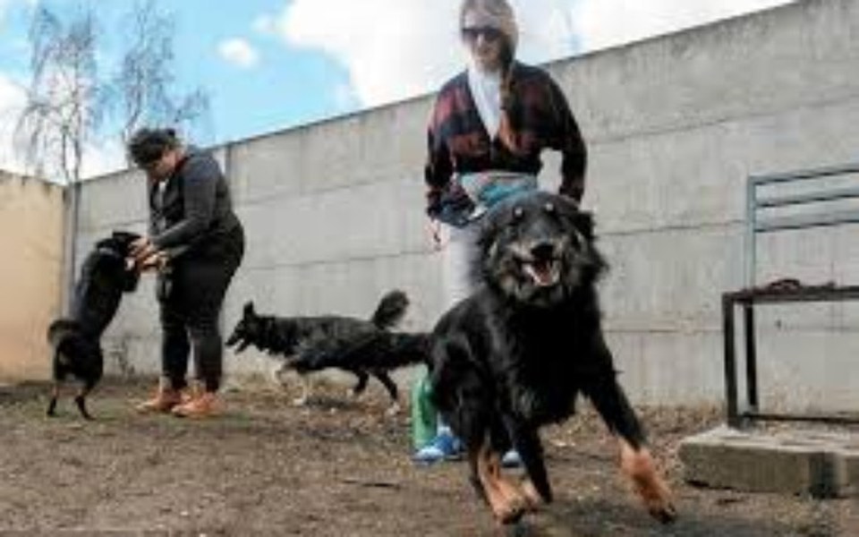 
        Zbiórka Dla schroniska w Poznaniu - zdjęcie główne
    