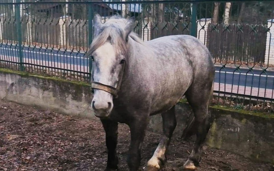 
        Zbiórka Balbina pomaga innym zwierzaka - zdjęcie główne
    