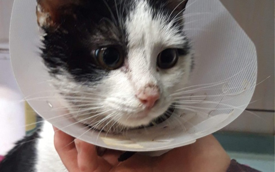 
        Zbiórka Na leczenie Leosia - zdjęcie główne
    