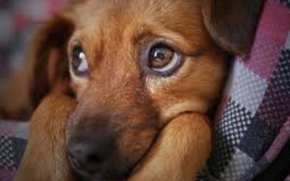 
        Zbiórka Schronisko dla Piesków POMOCY - zdjęcie główne
    