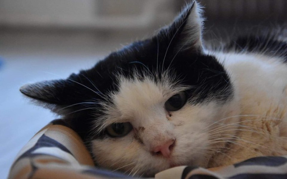 
        Zbiórka Bezdomniaki potrzebują pomocy - zdjęcie główne
    