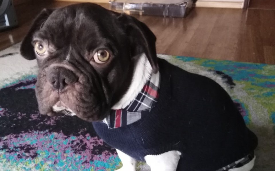 
        Zbiórka Leczenie mojego pieska. - zdjęcie główne
    