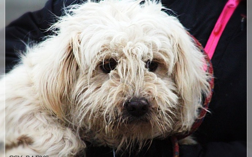 
        Zbiórka Śnieżek z Radys prosi o pomoc - zdjęcie główne
    