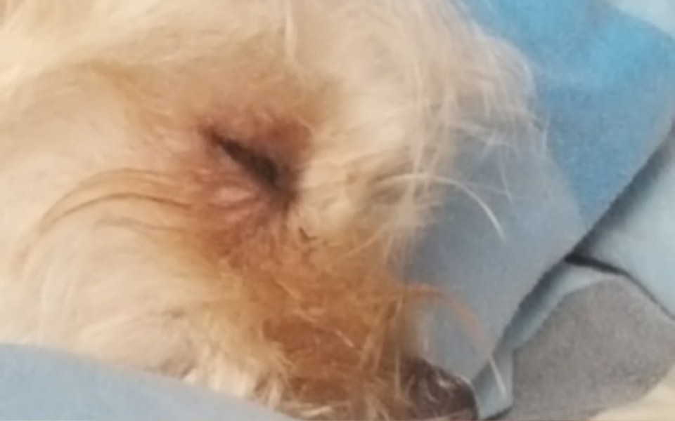 
        Zbiórka Rak dopadł naszego pieska - zdjęcie główne
    