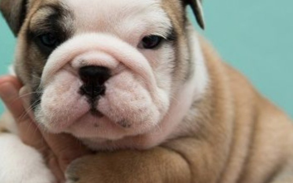 
        Zbiórka Malwinka prosi o pomoc. - zdjęcie główne
    