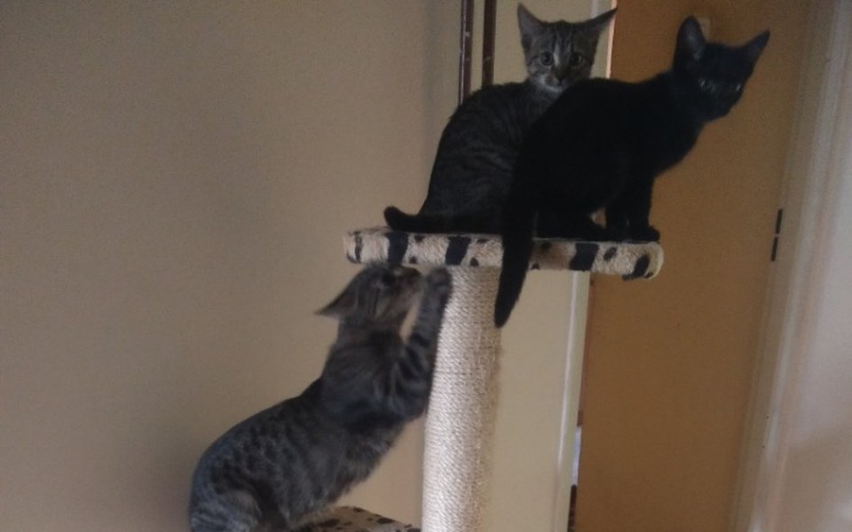 
        Zbiórka Nakarmienie zwierzątek - zdjęcie główne
    