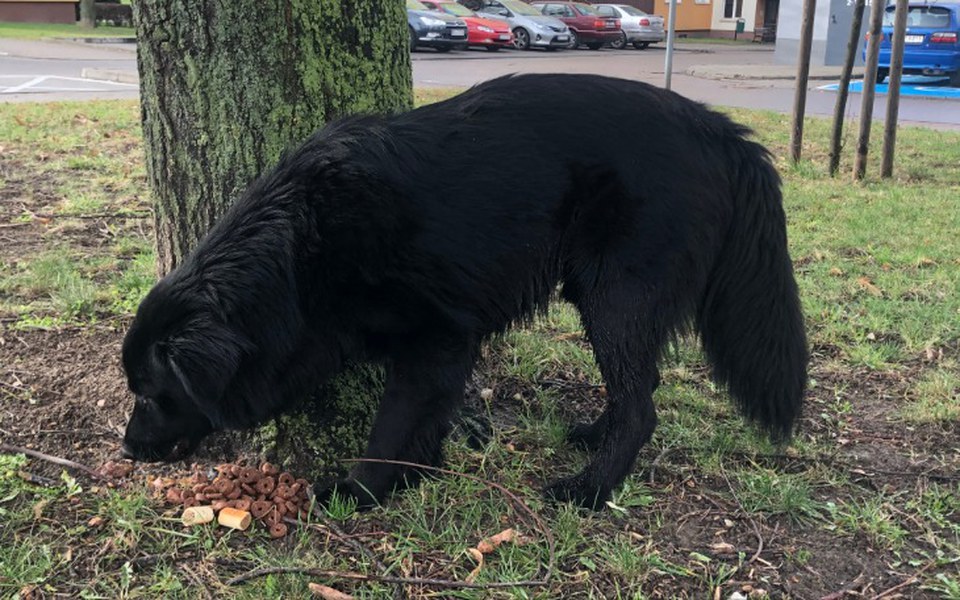 
        Zbiórka Ratujemy psiaki z ulicy... - zdjęcie główne
    