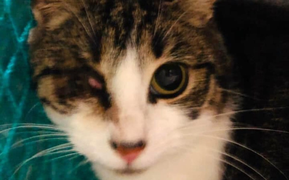 
        Zbiórka Na ratunek Frani i leczenie - zdjęcie główne
    