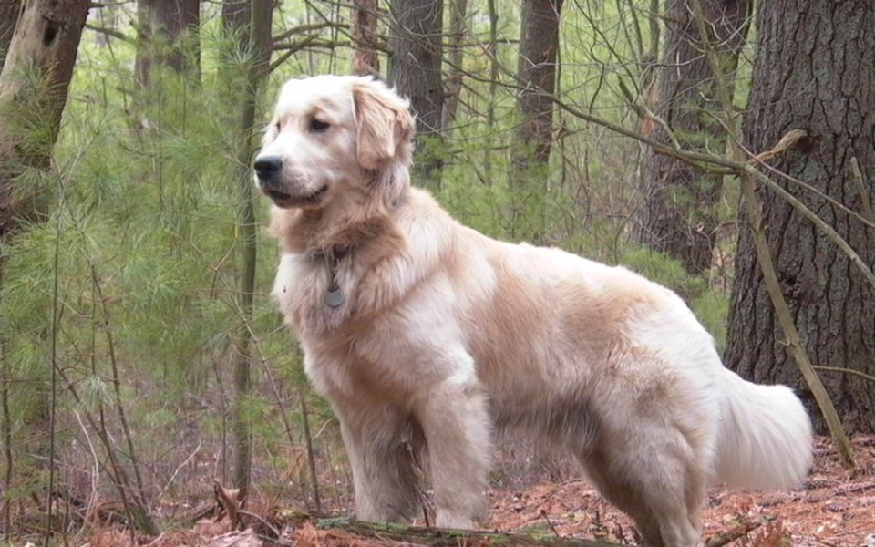 
        Zbiórka Dla Kuby. G na psa - zdjęcie główne
    