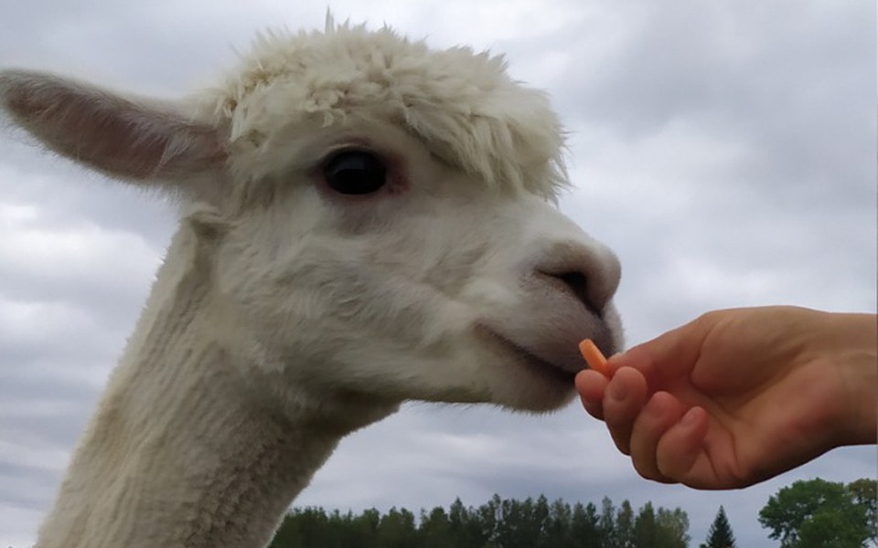 
        Zbiórka Zakup alpak do alpakoterapii - zdjęcie główne
    