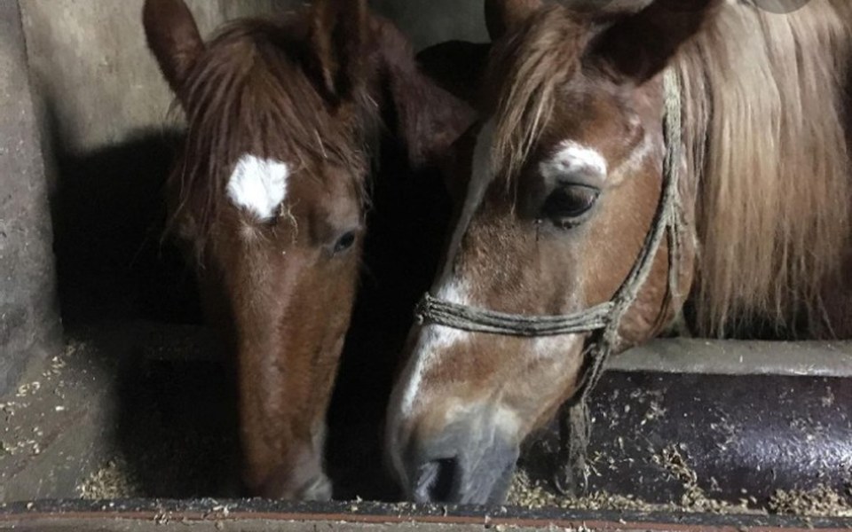 
        Zbiórka Pomóżcie koniom z rzezni - zdjęcie główne
    