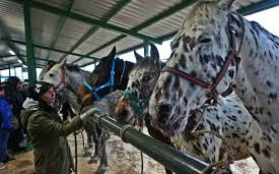 Zbiórka Wykup konia - zdjęcie główne