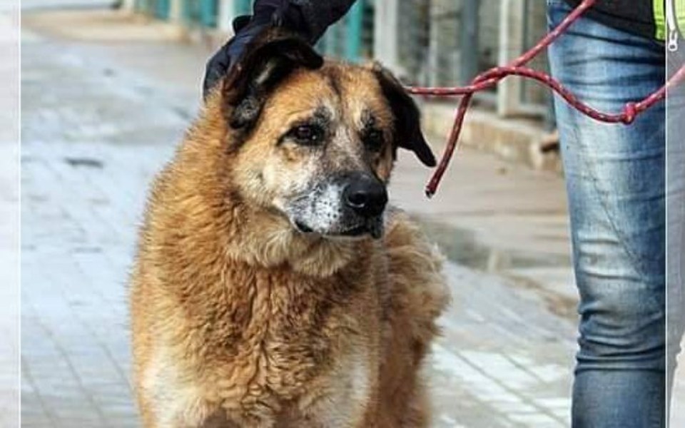 
        Zbiórka Alba - stara sunia z Radys - zdjęcie główne
    