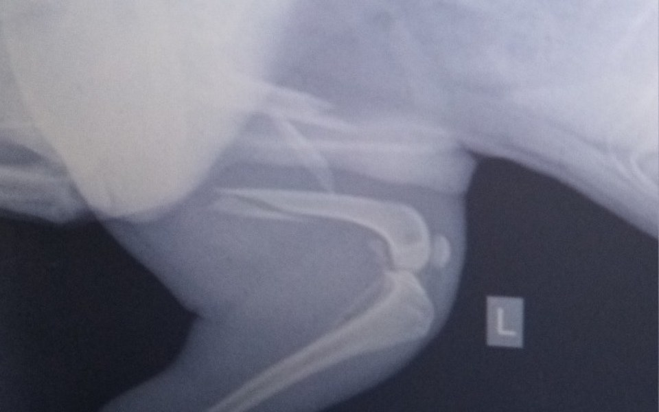 
        Zbiórka Operacja psa spike - zdjęcie główne
    